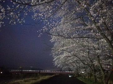 宇賀川の夜桜 lovez33さん