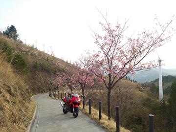 鶴姫公園の桜 lovez33さん