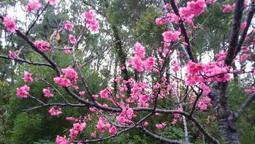 濃いピンク桜 あっくんさん