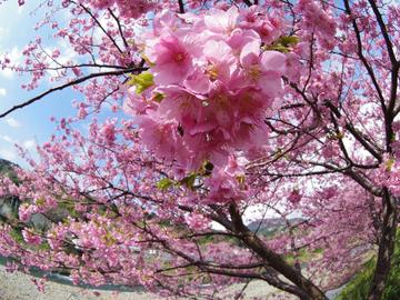 今年は２月１０日桜まつり開幕です。 だおさん