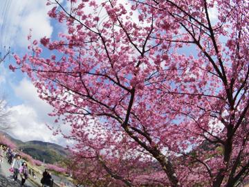今年は２月１０日桜まつり開幕です。 だおさん