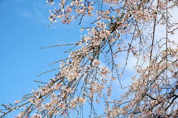 垂れ桜だけが五分咲きを越えていました au231さん