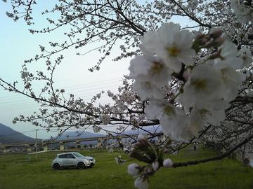 川辺に沿った桜並木　を　お散歩できます。 yosshiy215さん