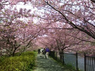 桜のトンネル nissan-Aさん