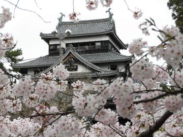国宝松江城の桜 シュウさん