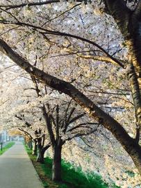 桜の並びがしばらく続くので車でも楽しめます。 なこここさん