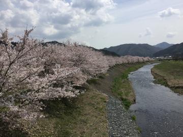 籾井川の桜並木