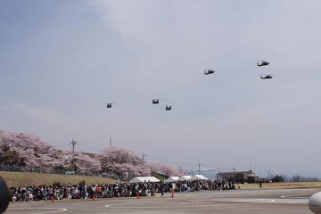 満開の桜の上からヘリコプターが飛来！ お豆さん