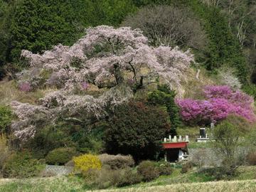 一本桜の春景色（Ｎｏ１） happyさん