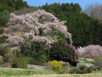 一本桜の春景色（Ｎｏ２） happyさん