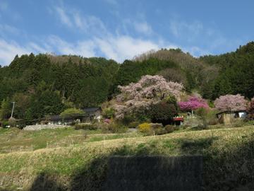 一本桜の春景色（Ｎｏ３） happyさん