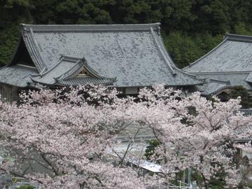 桜風景（１） happyさん