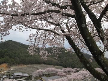 桜風景（２） happyさん