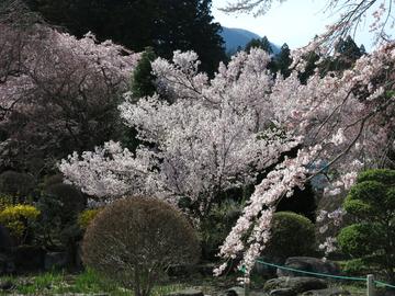 庭園と桜 happyさん