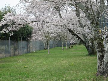 小公園の桜 ヤマトさん