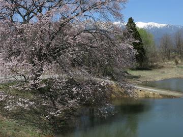 桜とアルプスと池面 fishさん