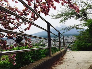 ＧＷでも桜が満開です。 横浜青葉さん