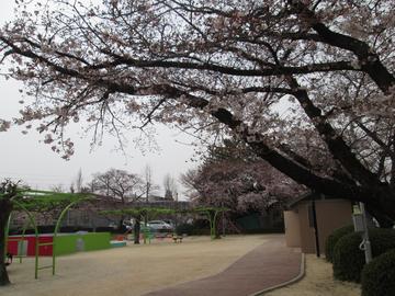 春雨に色づく桜 happyさん