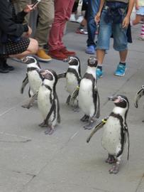 ペンギンのお散歩 てつきちさん
