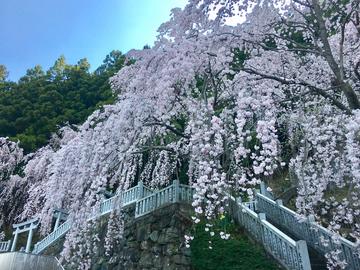川井峠のしだれ桜