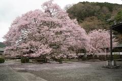 飯貝の桜