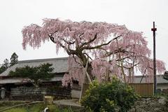 女姫桜　樹齢　200年
