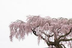 女姫桜の拡大