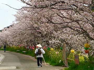 桜並木をゆく お遍路さん sachinokaichigoさん