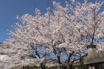 広い公園のいたる所に桜が！ カレーうどんさん
