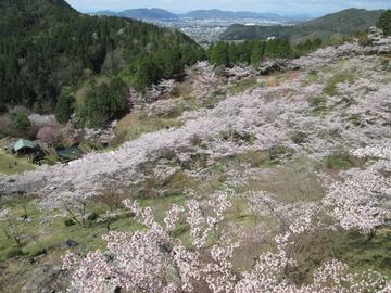 桜景色（展望台から） Sevenさん