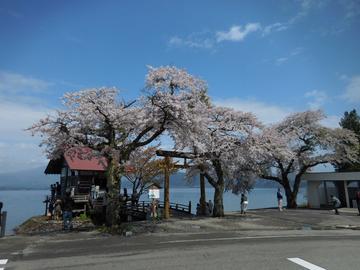 浮木神社と桜 たーちゃんさん
