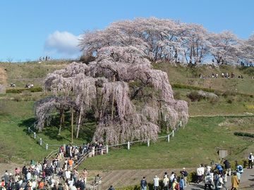 三春滝桜 nanaさん