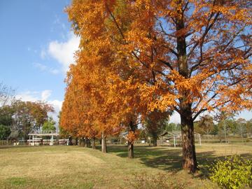 最後の秋景色（２） hamuさん
