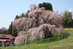 樹齢100年をこえる桜を見に行こう。歴史ある銘木をご紹介