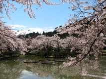 名所・名桜を訪ねよう！甲信越・北陸エリアの桜景色