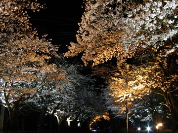 村松公園（夜桜） DriveNaviさん