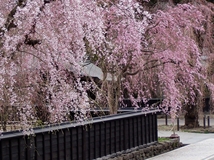 北国の春を告げる桜をたずねよう。東北のお花見スポットをご紹介