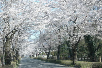 合計6kmの桜並木をドライブ、薄桃色に包まれる DriveNaviさん