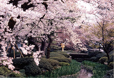 名所や名桜が目白押し。北陸の春を告げるお花見ガイド