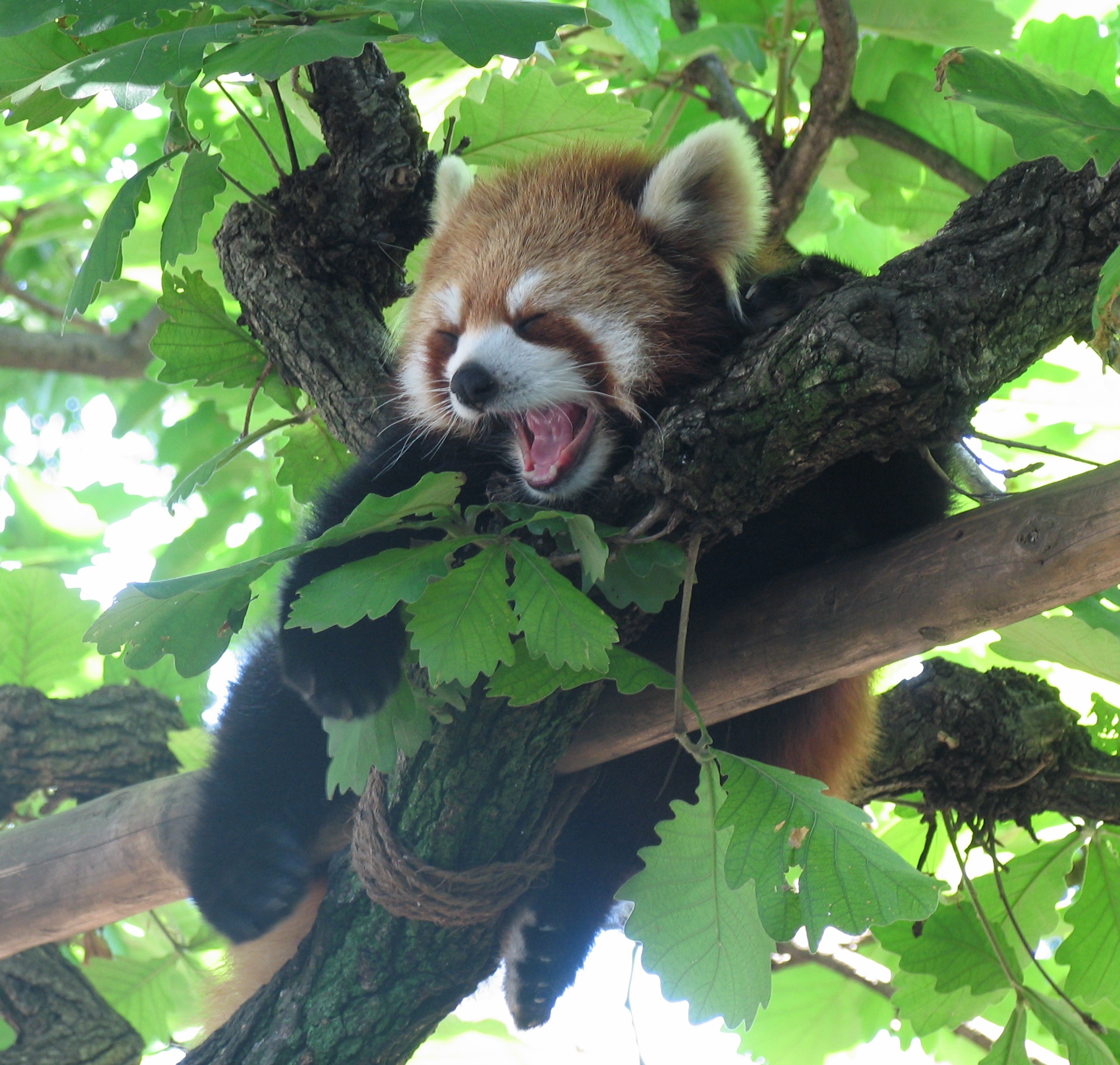 横浜市立野毛山動物園