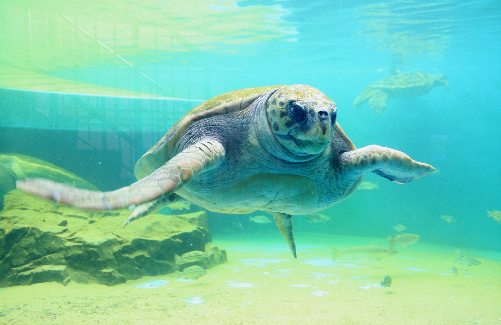 姫路市立水族館