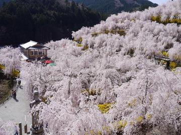 山里が 桜色に染まる季節 sachinokaichigoさん