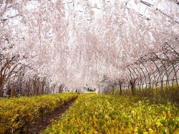 桜のトンネルと 鮮黄色のレンギョウ sachinokaichigoさん