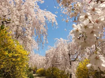 降り注ぐ桜と にぎやかに咲くレンギョウ sachinokaichigoさん
