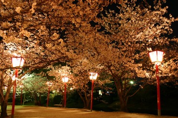 小城公園、夜桜 DriveNaviさん