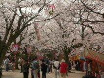 春爛漫の桜景色！中国地方のお花見名所ガイド