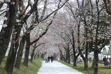 松島の千本桜