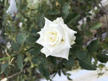 白い薔薇 さくらさん