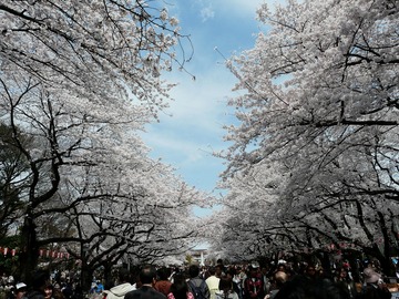 上野公園、お花見 DriveNaviさん