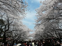 東京の公園でお花見しよう！桜の本数が多い名所をご紹介